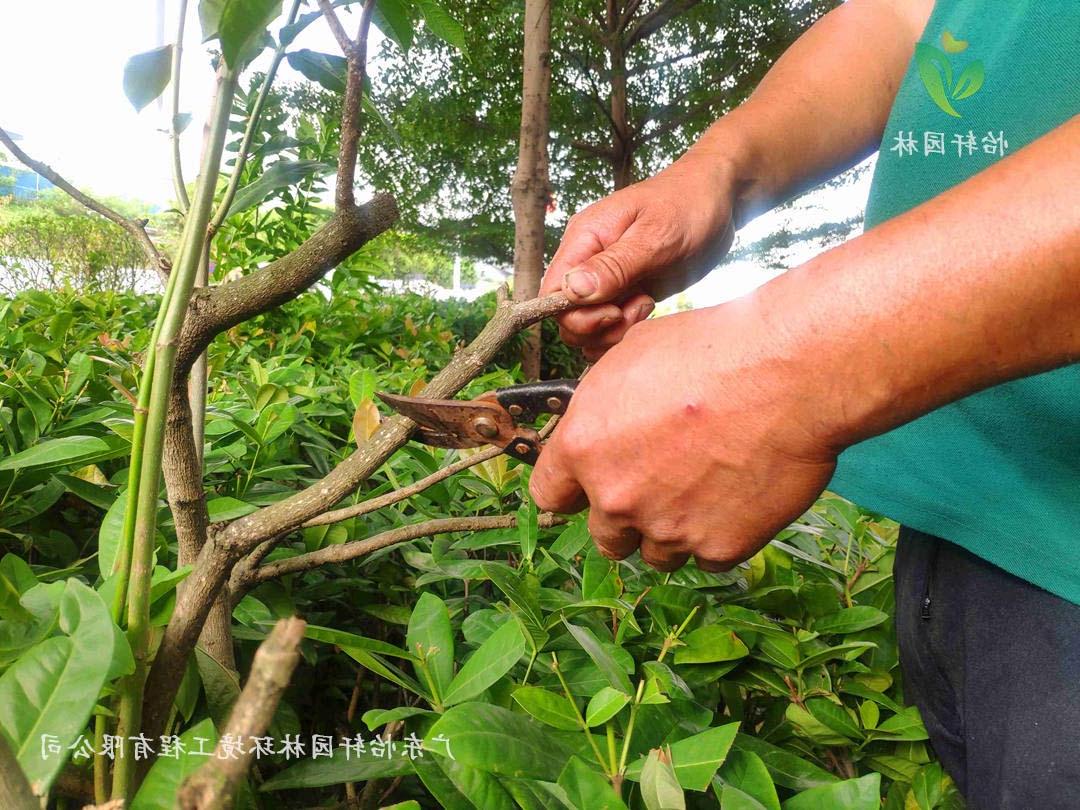 佛山瀚蓝绿电固废处理工厂绿化养护